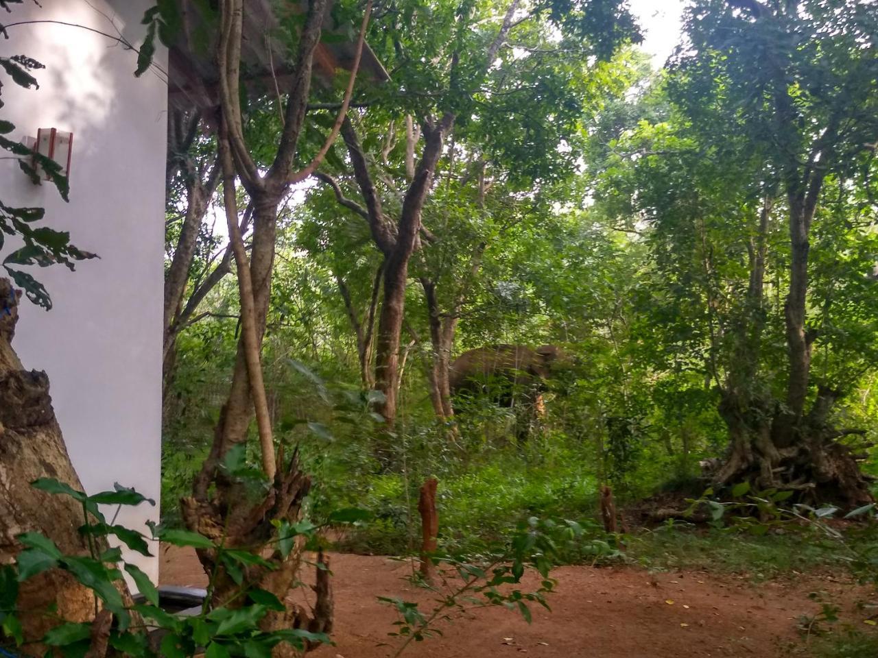 Bed and Breakfast Grand Freedom Sigiriya Exterior foto